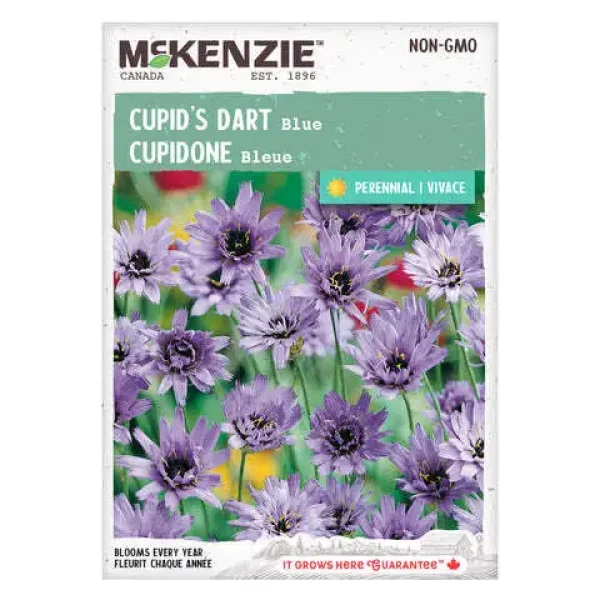 Cupidone Bleue
