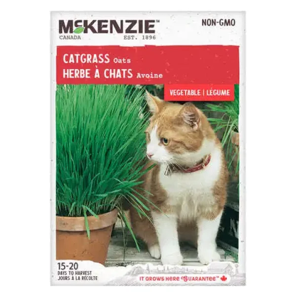 Herbe à Chats Avoine
