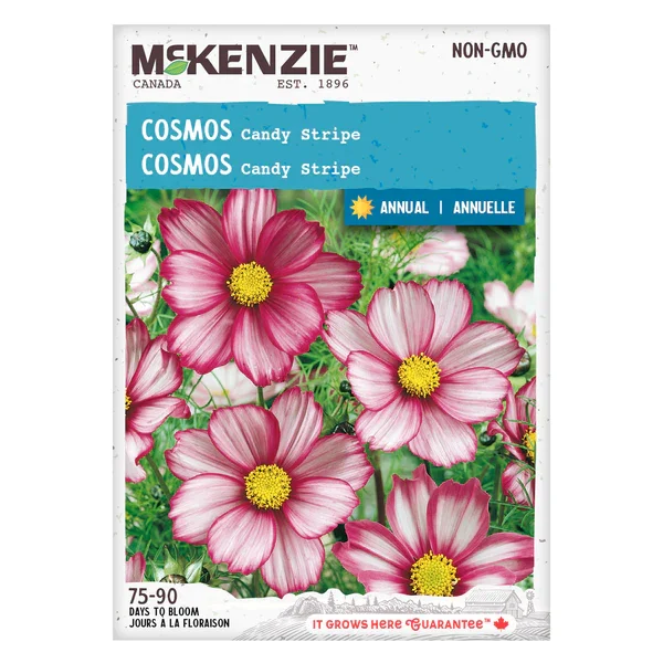Cosmos Candy Stripe