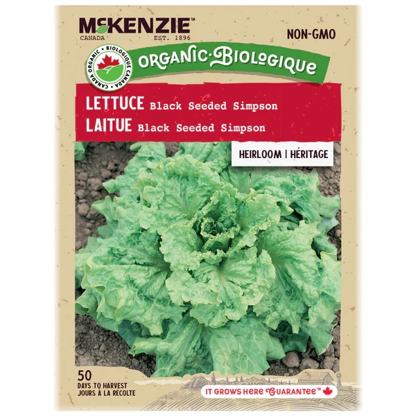 Laitue Black Seeded Simpson - Bio