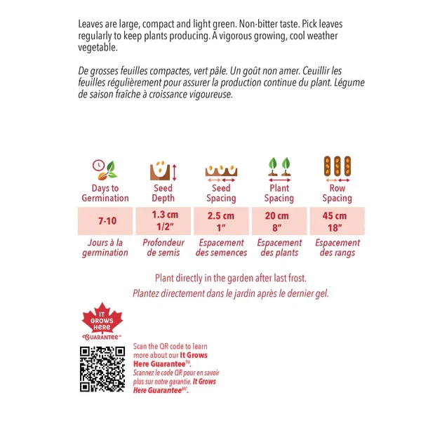 Laitue Black Seeded Simpson - Bio