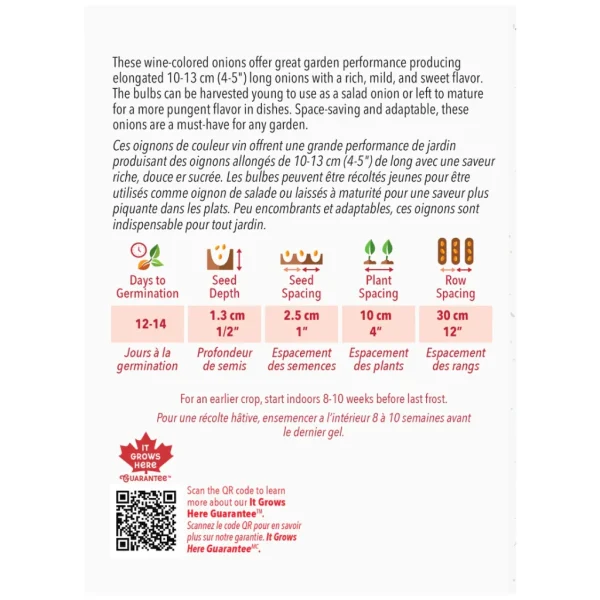 Oignon Rossa Lunga Di Firenze