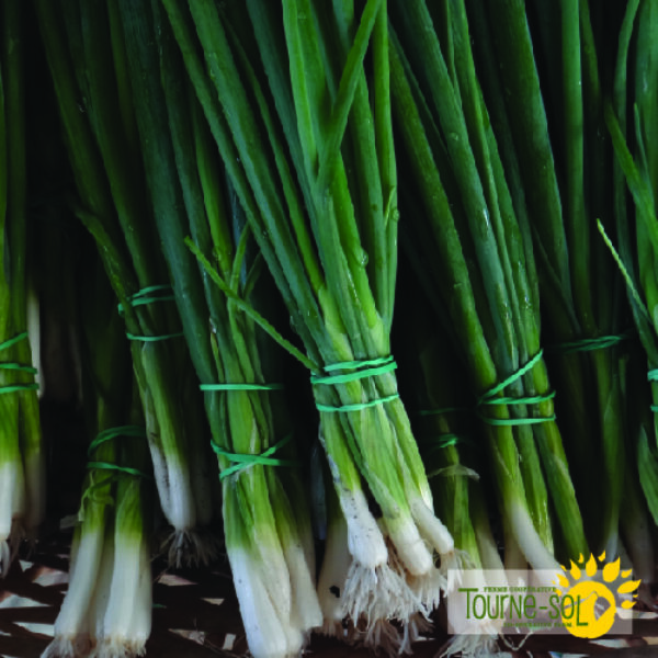 Oignon à Botteler Parade - Bio