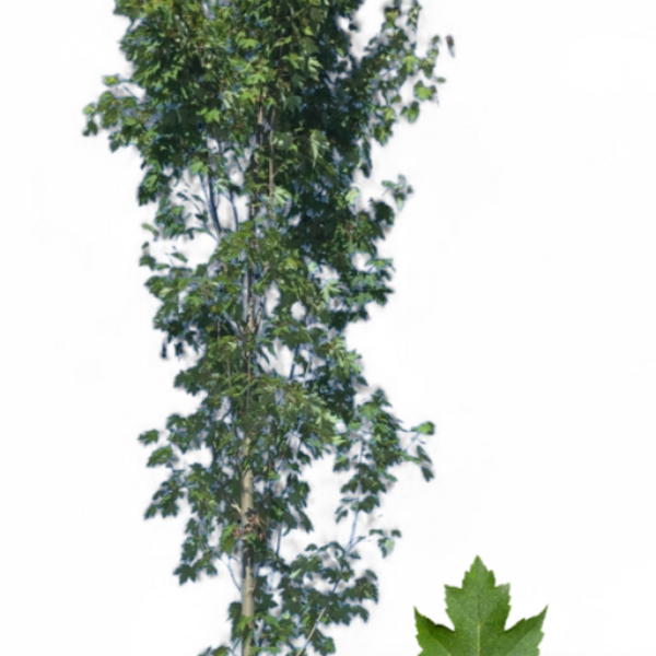 Érable Rouge Armstrong