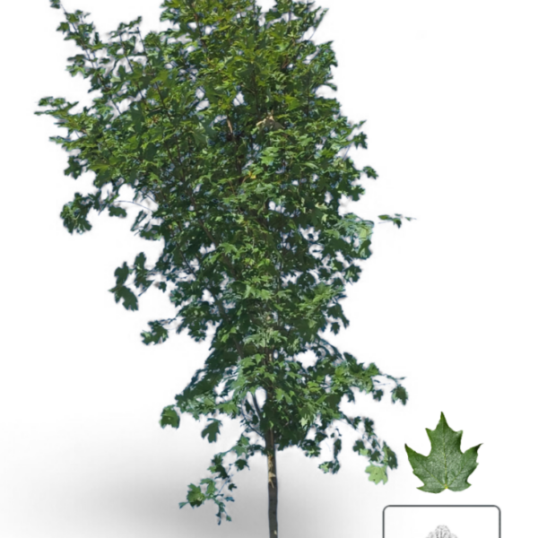 Érable à Sucre Fall Fiesta