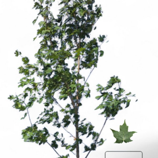 Érable à sucre Green Mountain