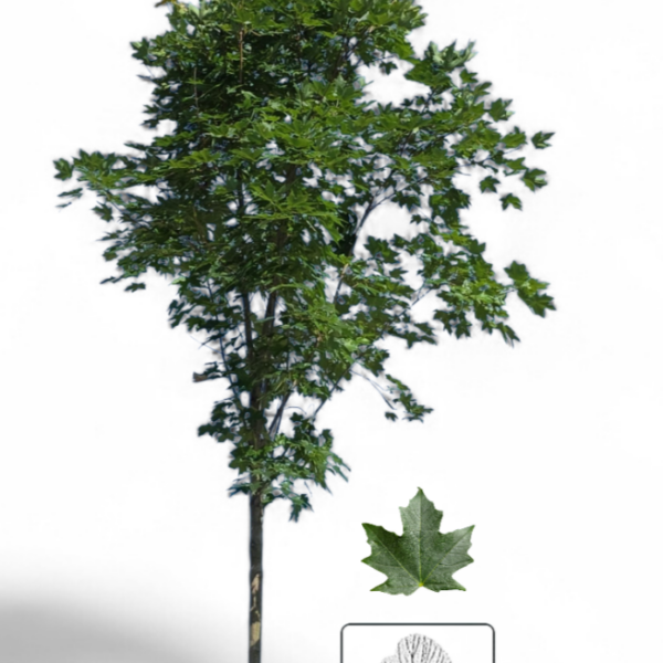 Érable à sucre Legacy