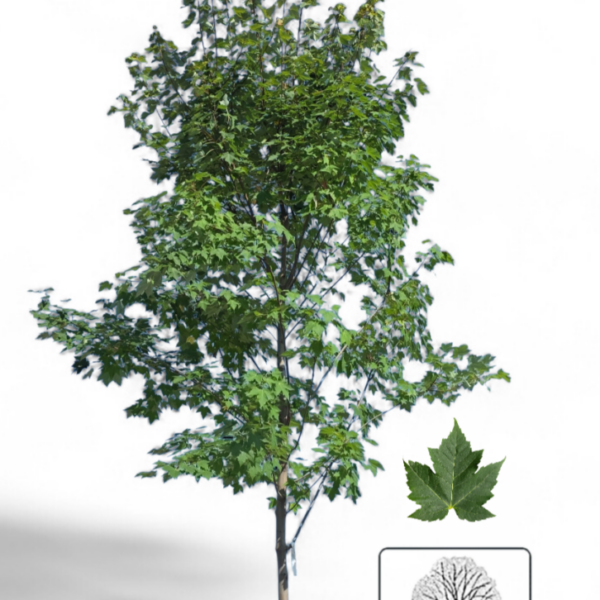 Érable Rouge Morgan