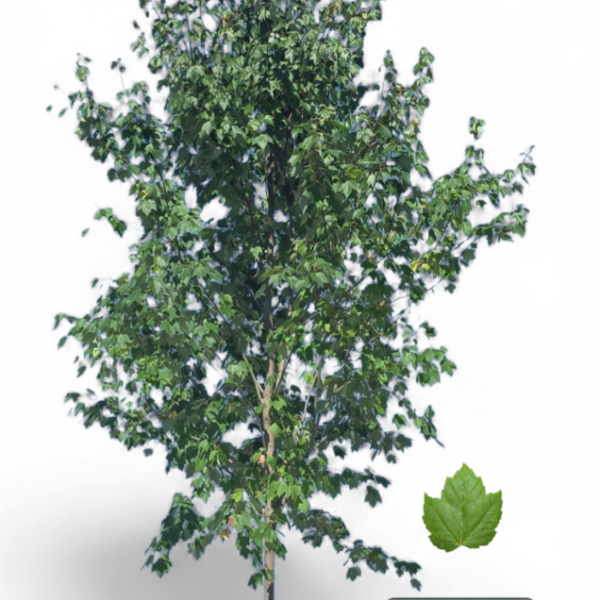 Érable Rouge Red Sunset