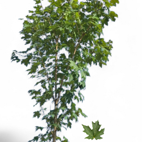 Érable à Sucre Columnare