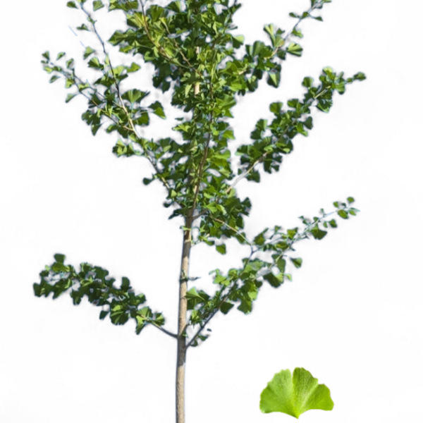 Arbre aux Quarante Écus