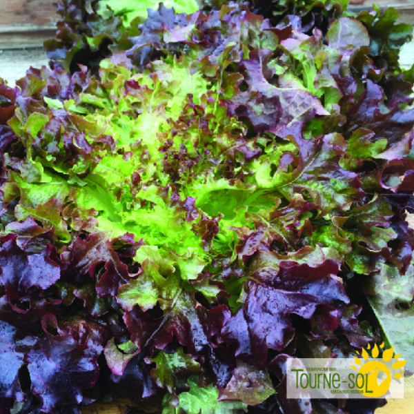 Laitue Feuille de Chêne Rouge - Bio
