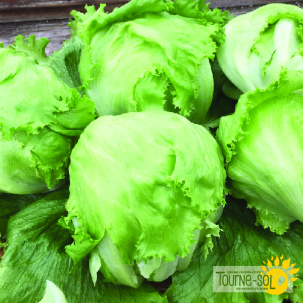 Laitue Iceberg Crispino - Bio