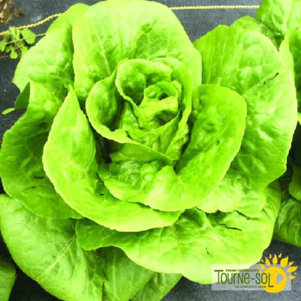 Laitue Romaine Jadeite - Bio