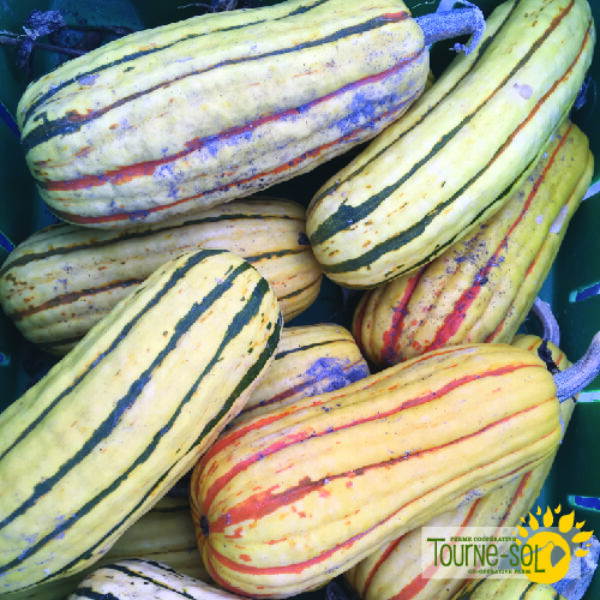 Courge Delicata Zeppelin - Bio