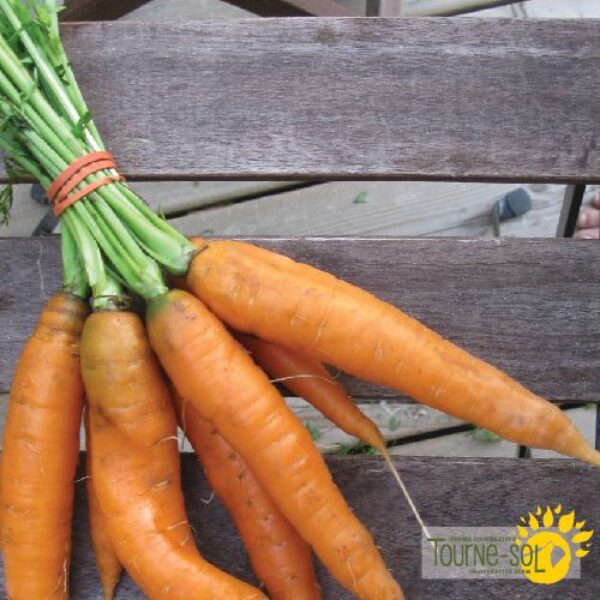 Carotte Scarlet Nantes - Bio