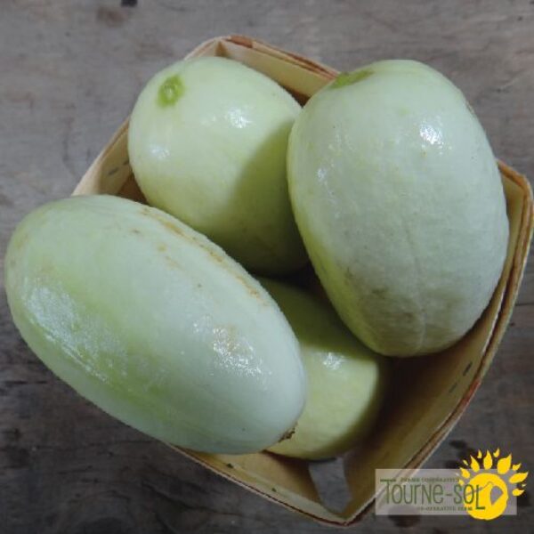 Concombre Dragon Egg - Bio