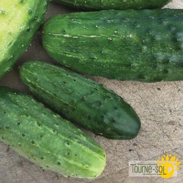 Cornichon National - Bio