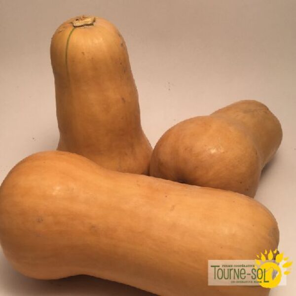 Courge Waltham Butternut - Bio