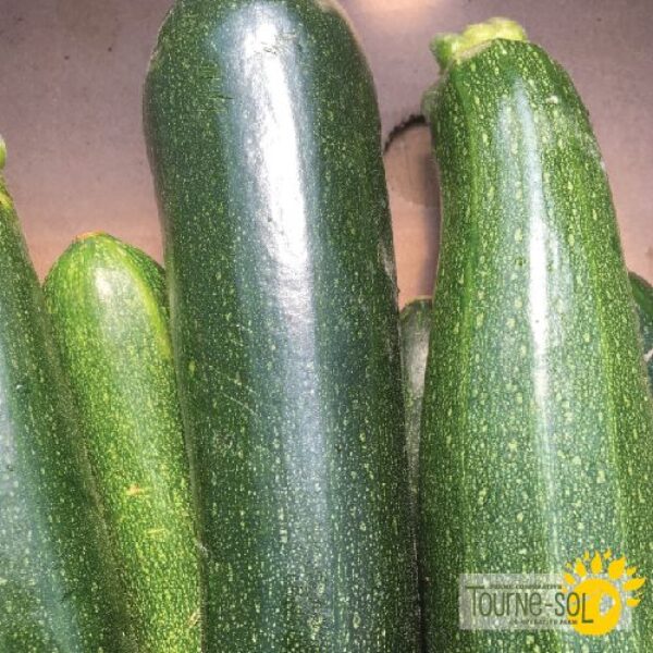 Courgette Dark green - Bio