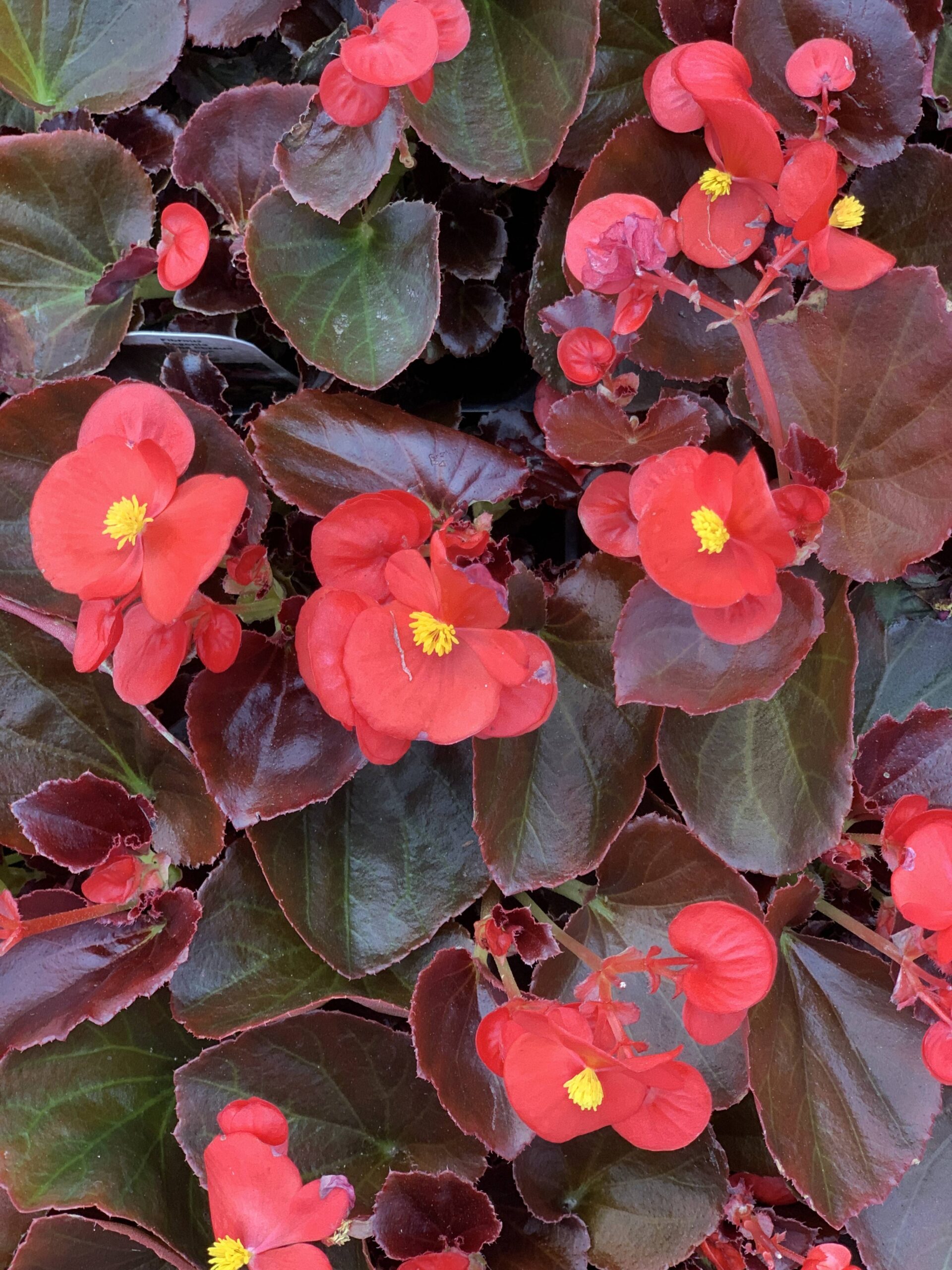 Begonia Cocktail®Vodka Rossignol