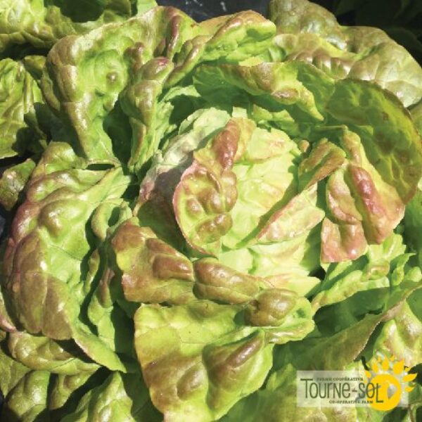 Laitue Pommée Pirat - Bio