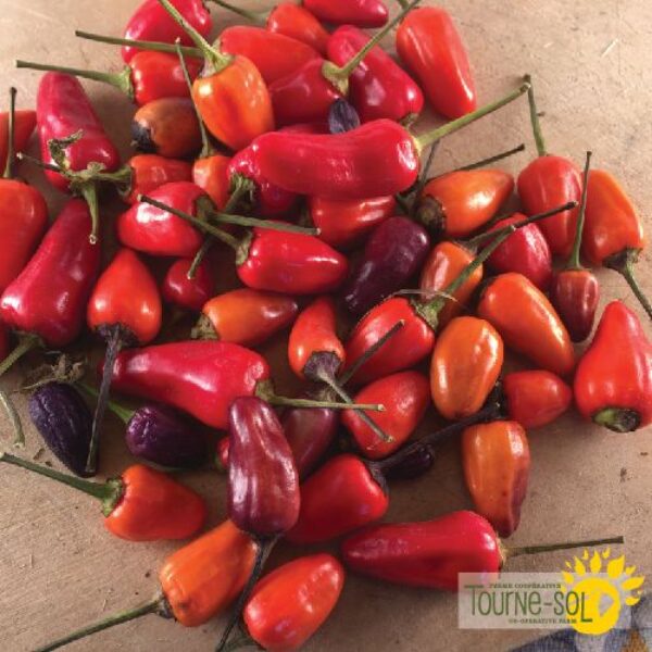 Piment Fort Chinese Five Color - Bio