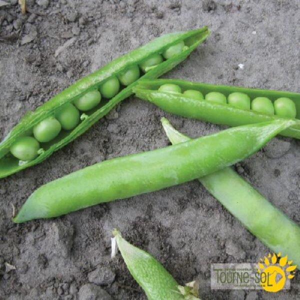 Pois à Écosser - Bio