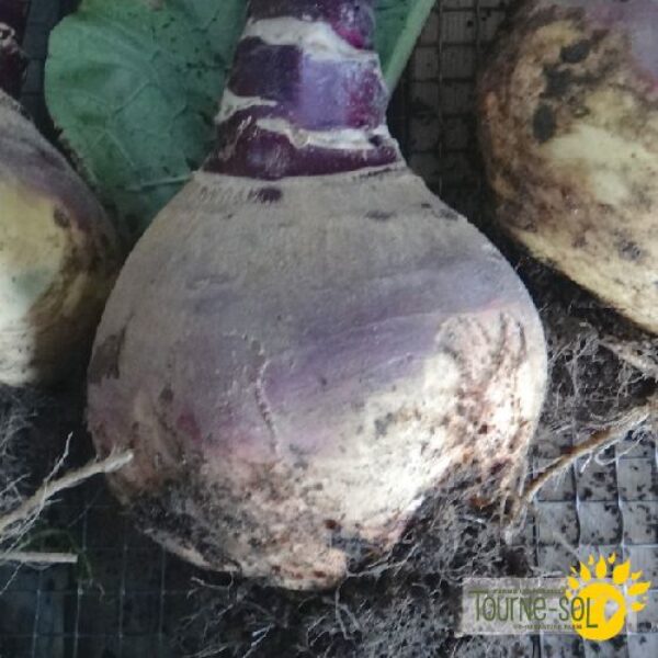 Rutabaga - Bio