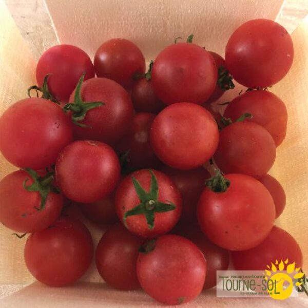 Tomate Cerise Rouge Peacevine - Bio