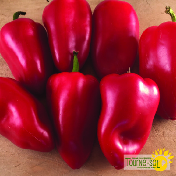 Poivron Doux Lipstick - Bio