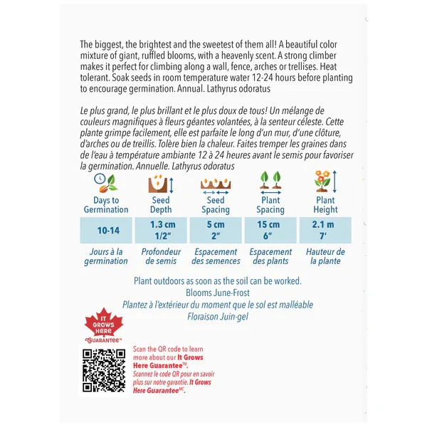 Pois de Senteur Streamers en mélange