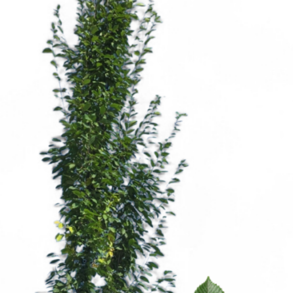 Charme commun Fastigiata