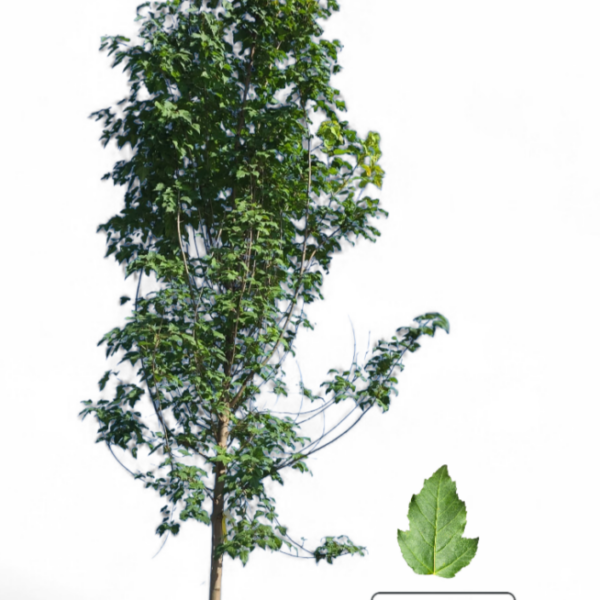 Érable de l'Amur Ruby Slippers