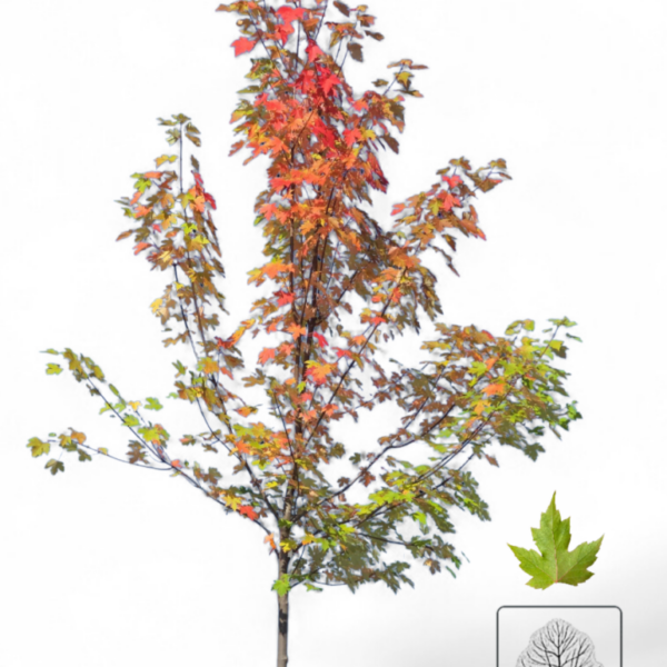 Érable Célébration