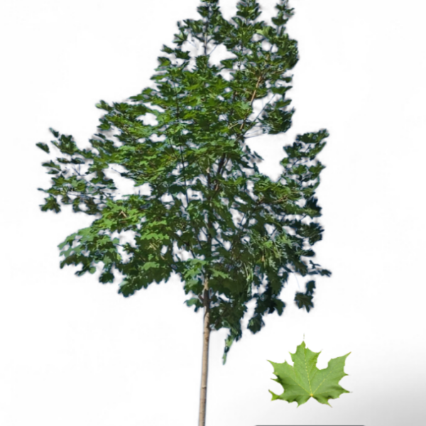 Érable de Norvège Emerald Queen