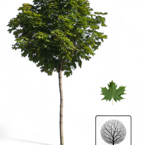 Érable de Norvège Globosum