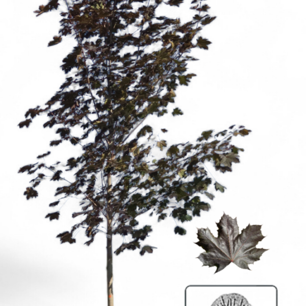 Érable de Norvège Royal Red