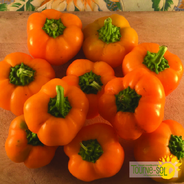 Poivron Doux Doe Hill - Bio