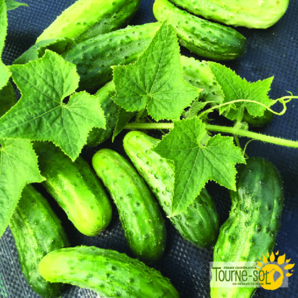 Cornichon H-19 Little Leaf - Bio