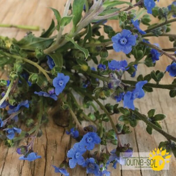 Cynoglosse Blue Chinese Forget-Me-Not - Bio