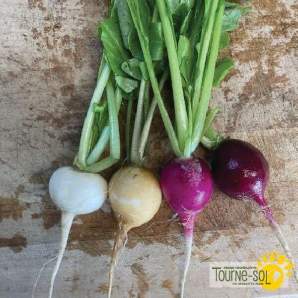 Mélange de Radis Tourne-Sol - Bio