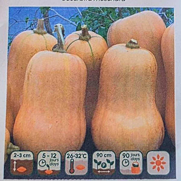 Courge Ponca Baby Butternut - Bio