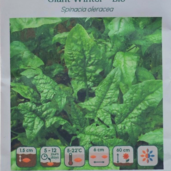 Épinard Giant Winter - Bio