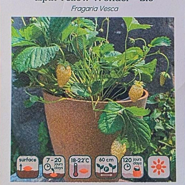 Fraisier Alpin Yellow Wonder - Bio