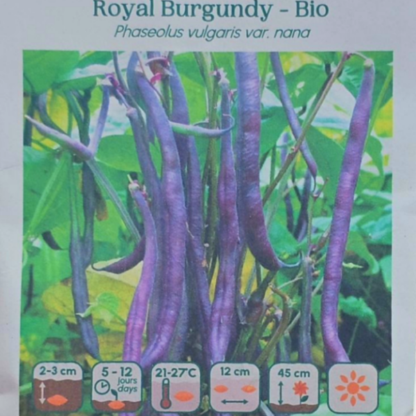 Haricot Nain Royal Burgundy - Bio