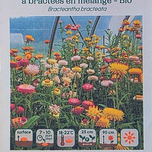 Immortelle à Bractées en mélange - Bio