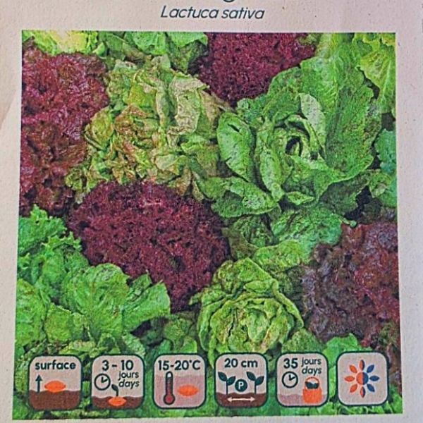 Laitue en mélange - Bio