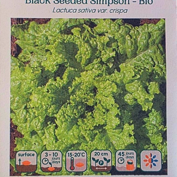Laitue Feuille Black Seeded Simpson - Bio