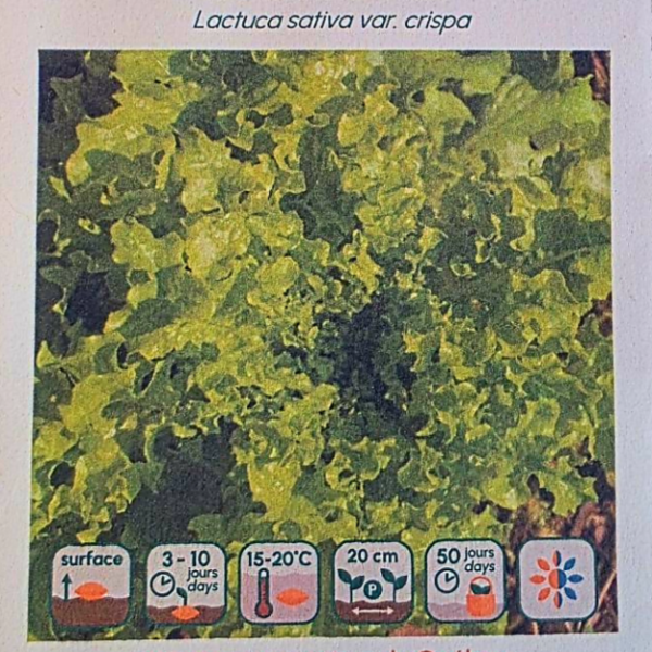 Laitue Feuille de Chêne - Bio